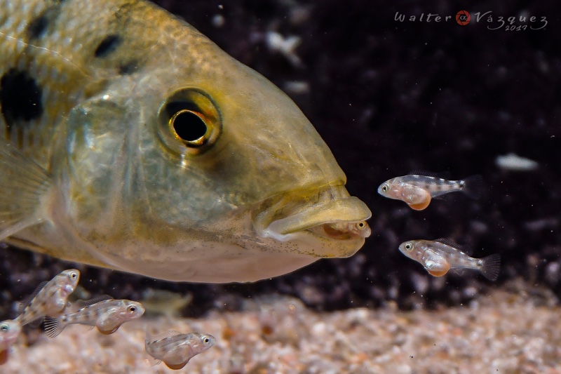 Fossorochromis rostratus
